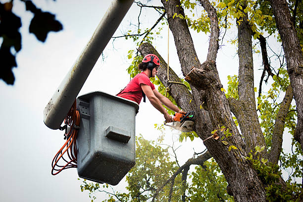 Professional Tree Services in Murphys, CA